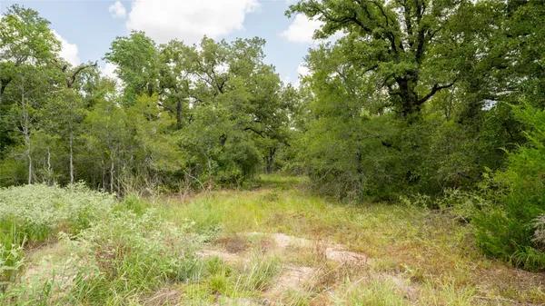 a view of a yard with plants and trees
