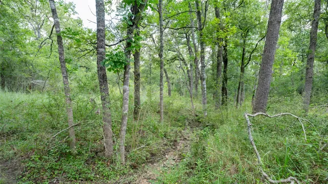 a view of a lush green forest