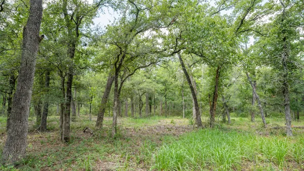 a view of a forest with trees in the background