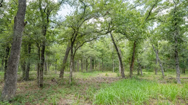 a view of a forest with trees in the background