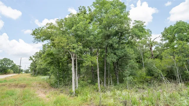 a view of a lush green space