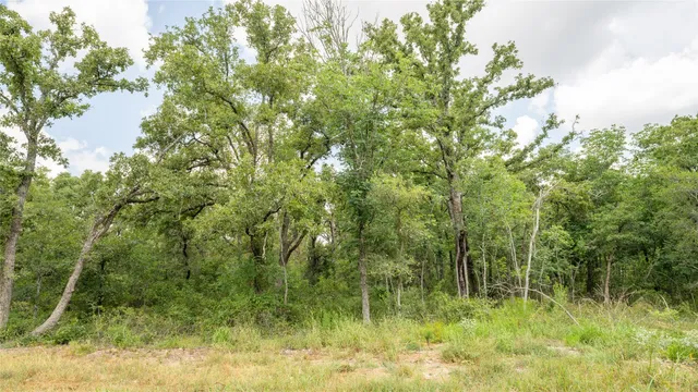 a view of a lush green space