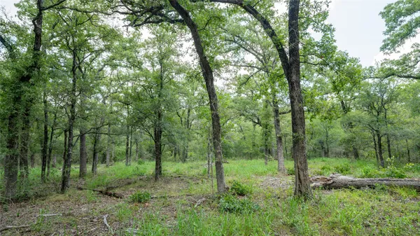 a view of a lush green forest