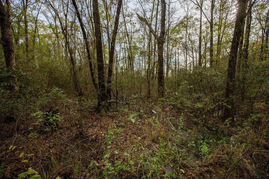 0 Coleman Road Dixie, GA 31629 - Photo 14 of 14 Gallery Image 14