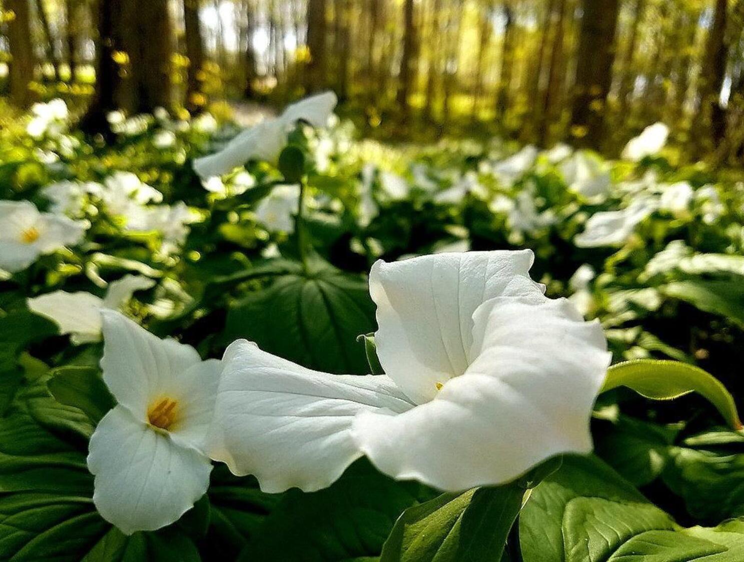 6361 East State Road 2 Rolling Prairie, IN 46371 - Photo 34 of 40 1487x1125