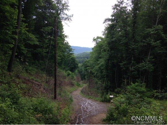 a view of a forest