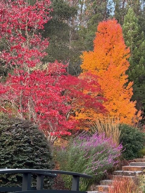 160 Phillip Road Woodside, CA 94062 - Photo 46 of 51