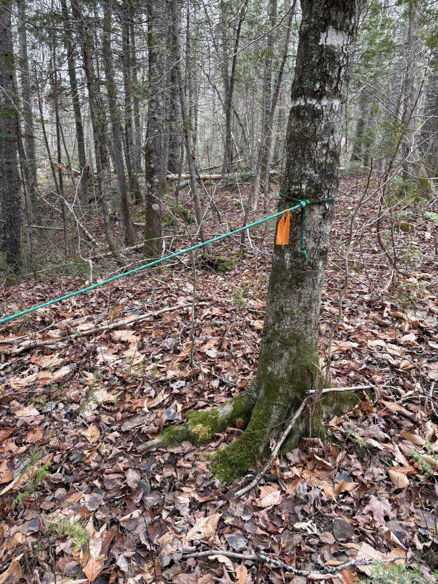 645 Reed's Mill Road Madrid Township, ME 04966 - Photo 38 of 40 IMG_0965