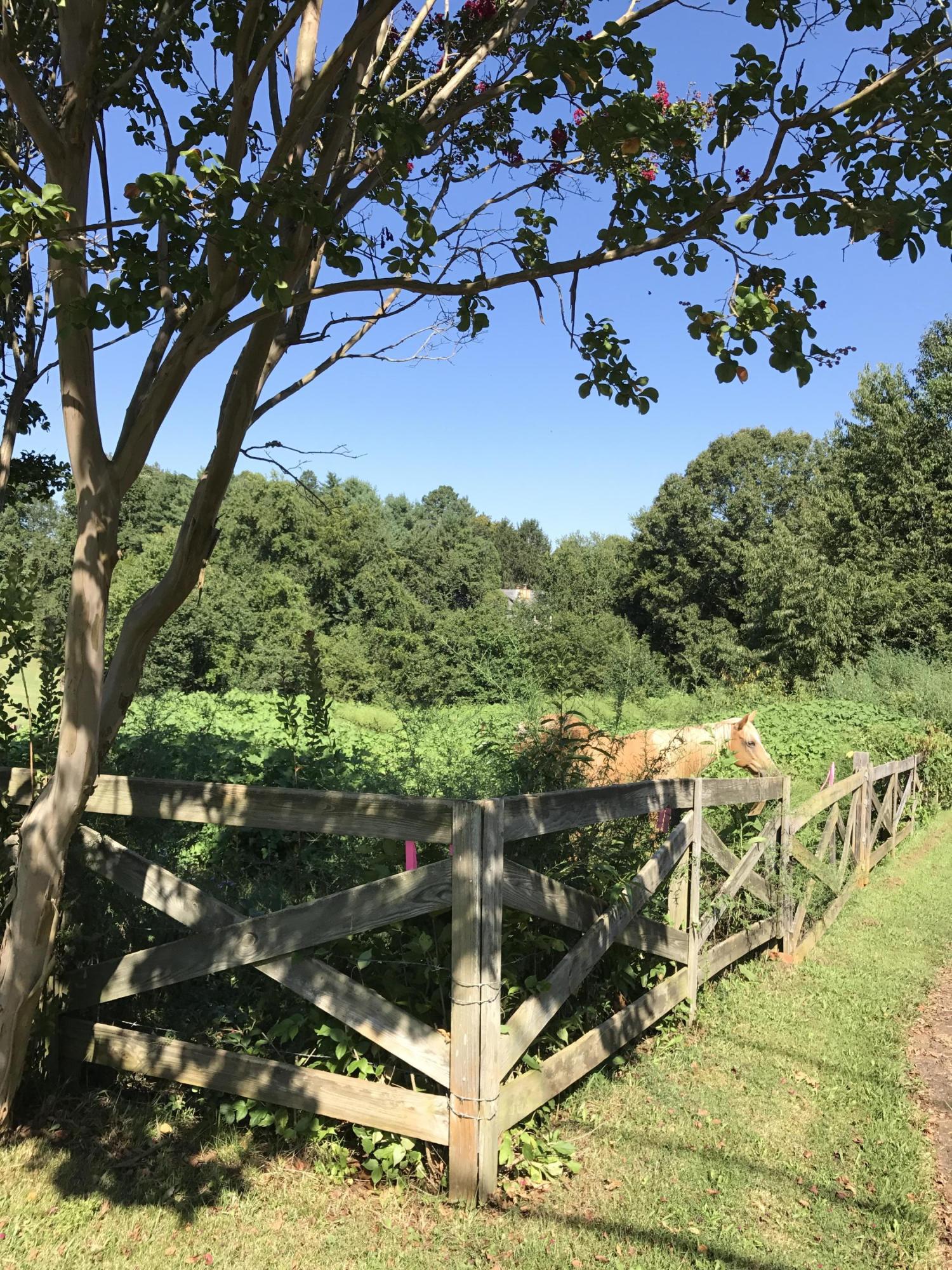 3313 Topside Road Knoxville, TN 37920 - Photo 25 of 25 IMG_7164