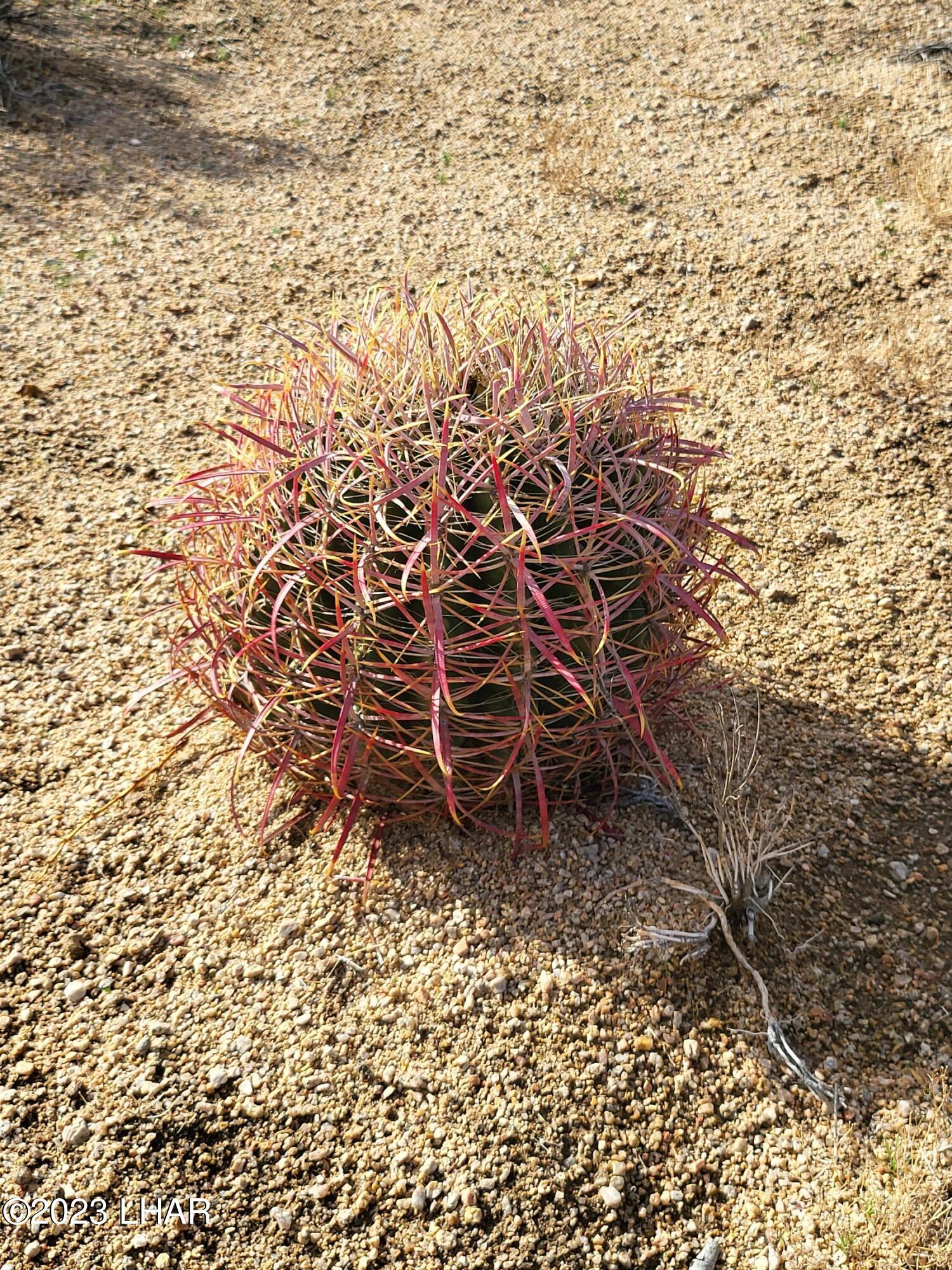 2832 South Billy The Kid Road Yucca, AZ 86438 - Photo 5 of 9 20230103_111356