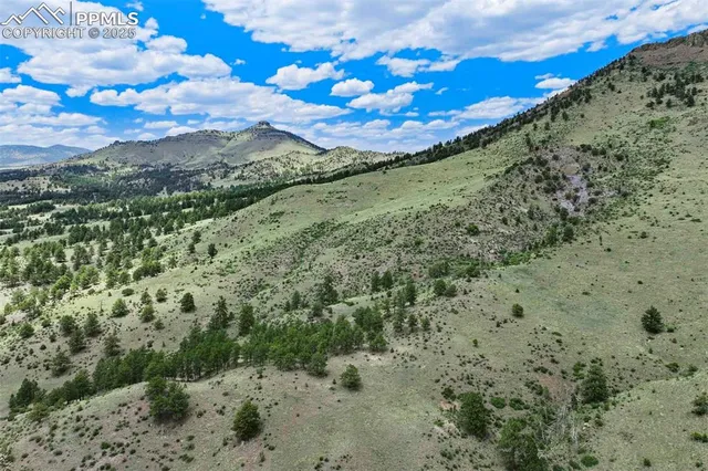 a view of a forest with a forest