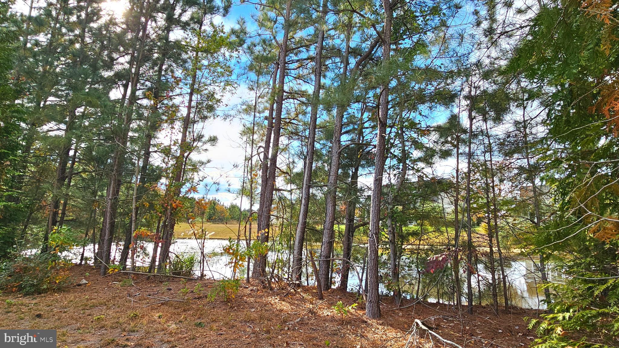 930 Johnson Road Salisbury, MD 21804 - Photo 61 of 69 a view of outdoor space with lots of trees