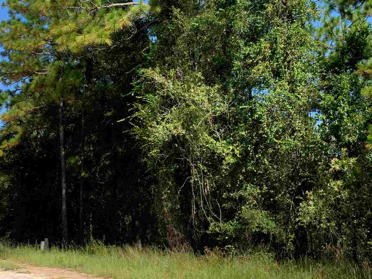 1001 Baden Powell Road Hawthorne, FL 32640 - Photo 2 of 4 Gallery Image 2