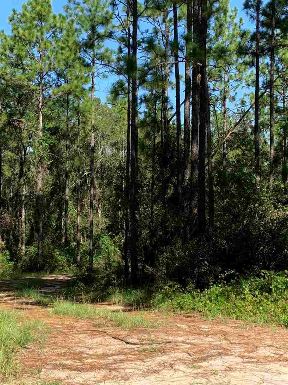 1001 Baden Powell Road Hawthorne, FL 32640 - Photo 3 of 4 Gallery Image 3