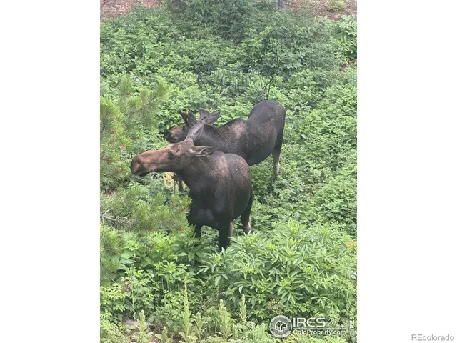 $1,399,000 | 12023 Coal Creek Heights Drive, Golden, CO 80403