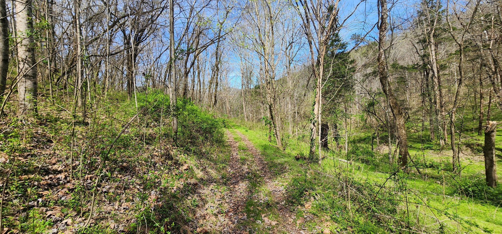 950 Chapman Hollow Road Dowelltown, TN 37059 - Photo 15 of 34 a view of a yard with plants and trees