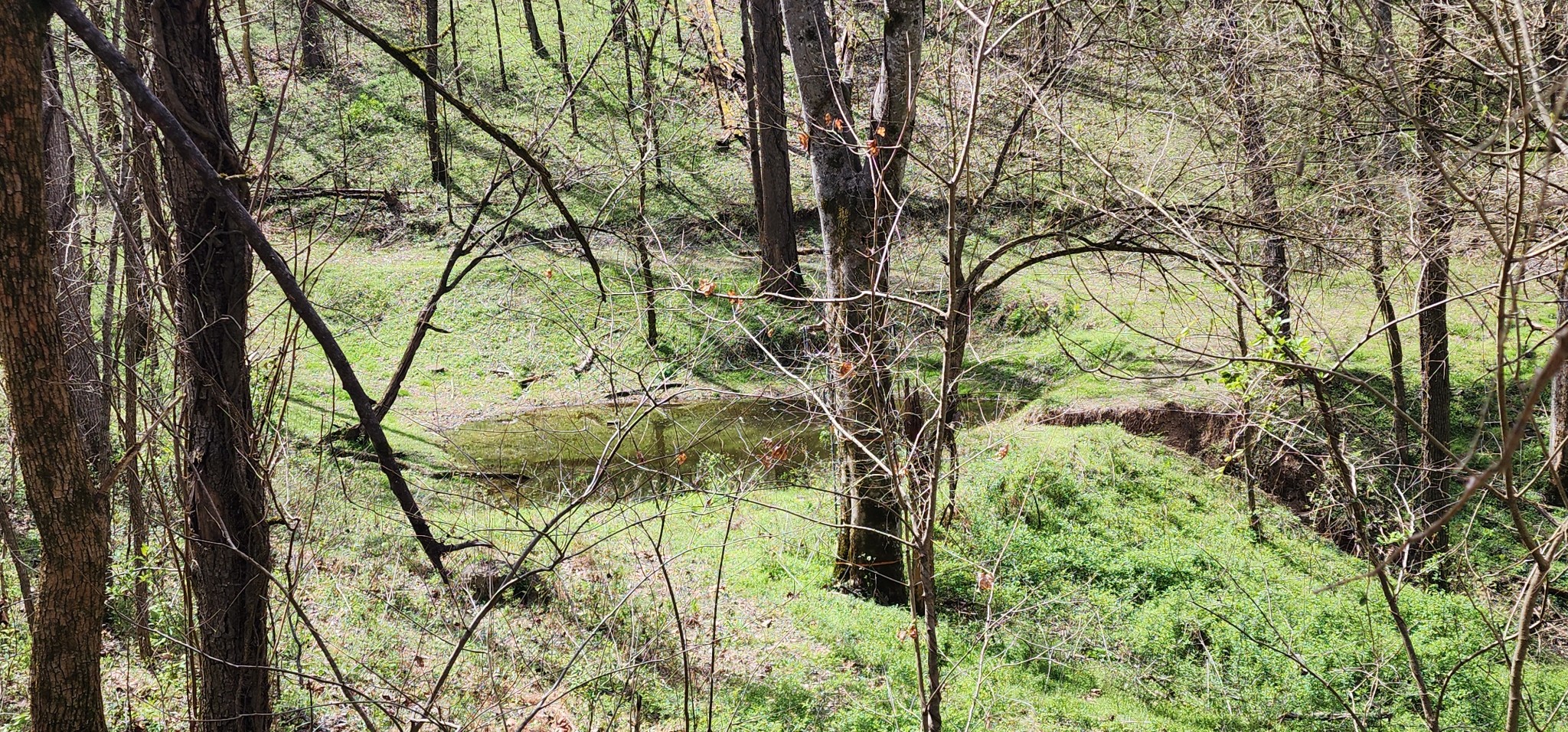 950 Chapman Hollow Road Dowelltown, TN 37059 - Photo 19 of 34 a backyard of a house with lots of green space