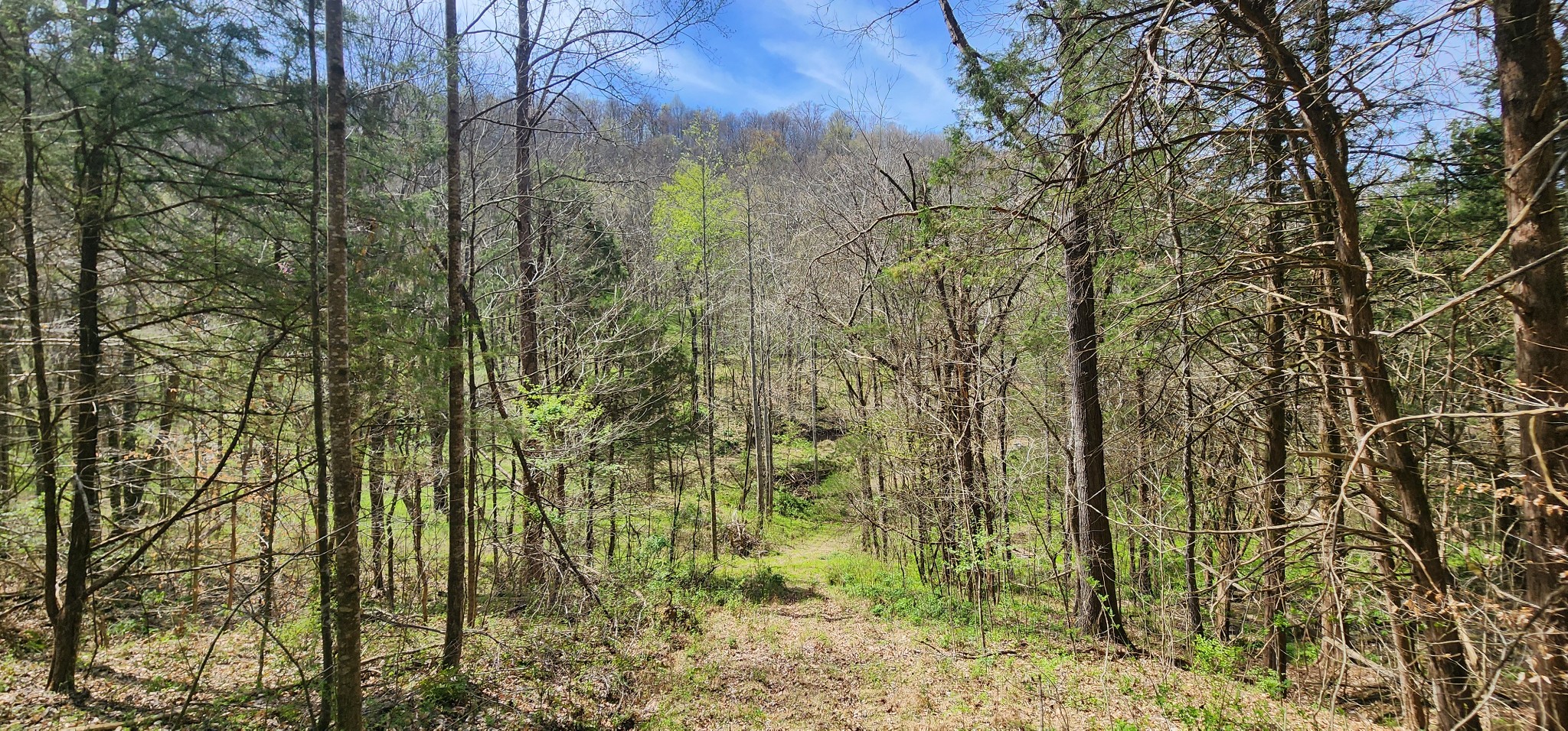 950 Chapman Hollow Road Dowelltown, TN 37059 - Photo 20 of 34 a view of a yard with plants and trees