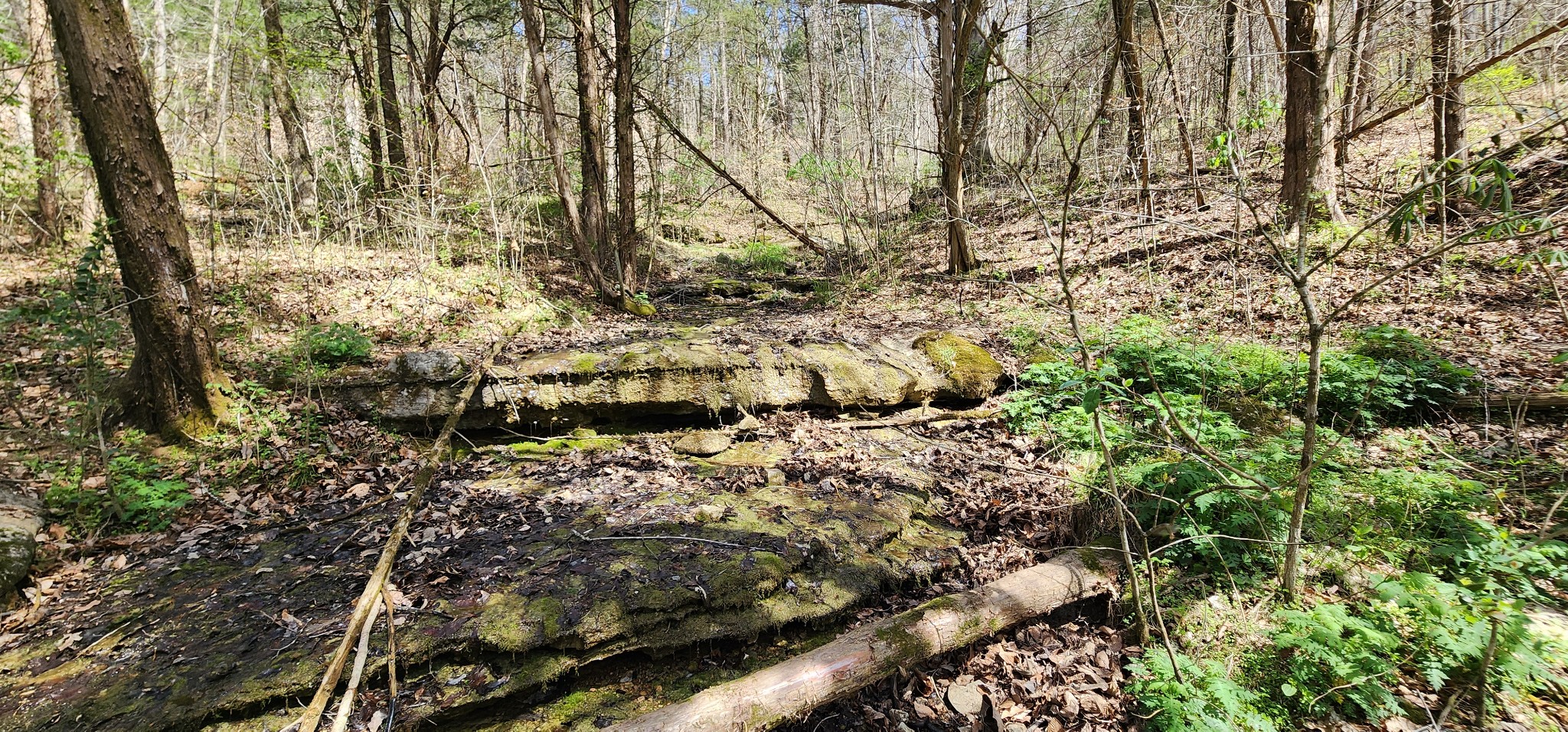 950 Chapman Hollow Road Dowelltown, TN 37059 - Photo 23 of 34 a view of yard covered with snow