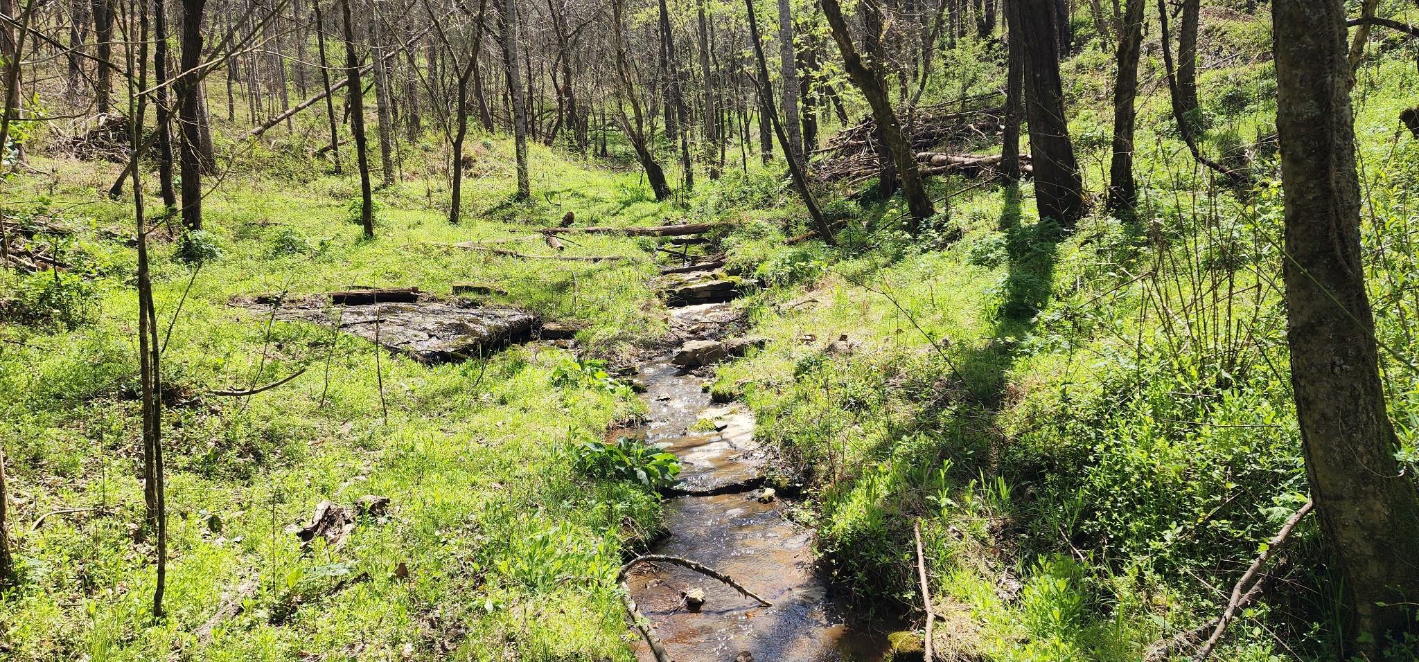 950 Chapman Hollow Road Dowelltown, TN 37059 - Photo 25 of 34 a backyard of a building with lots of trees
