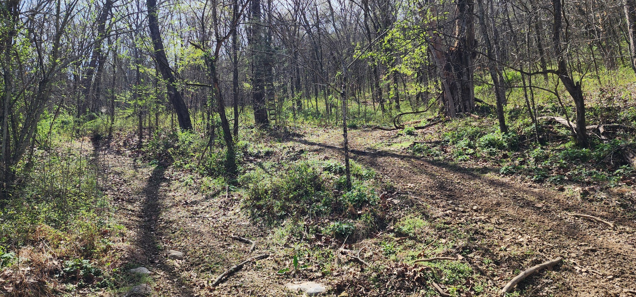 950 Chapman Hollow Road Dowelltown, TN 37059 - Photo 30 of 34 a view of a forest filled with trees