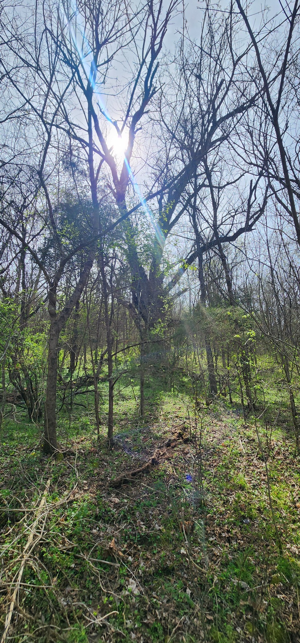 950 Chapman Hollow Road Dowelltown, TN 37059 - Photo 10 of 34 a backyard of a house with lots of green space