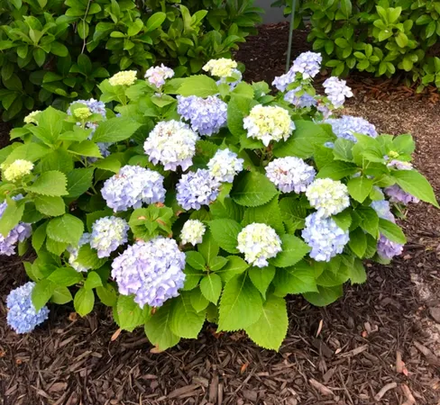 $1,198,000 | 130 Berkshire Drive, Wando, SC 29492