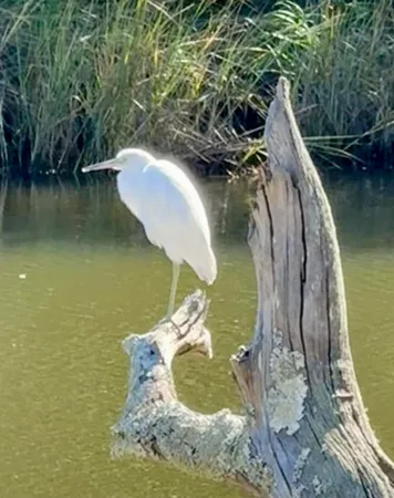 $1,198,000 | 130 Berkshire Drive, Wando, SC 29492