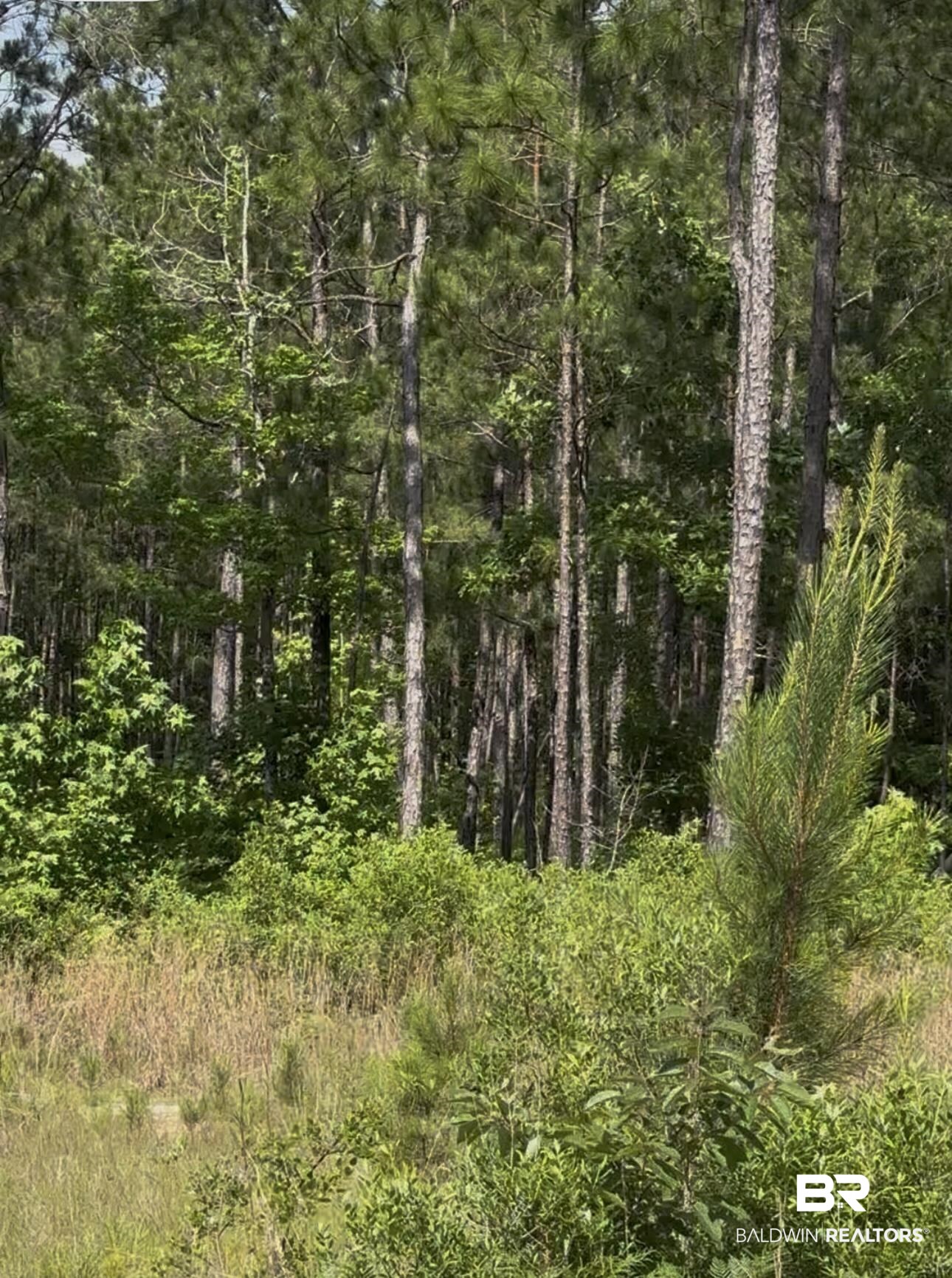 0 George Thomley Road Perdido, AL 36562 - Photo 6 of 7