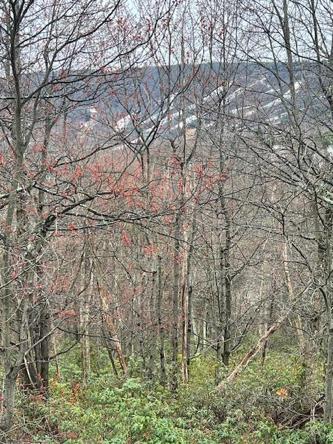 2235 Camelback Road Tannersville, PA 18372 - Photo 2 of 6 lot 2235