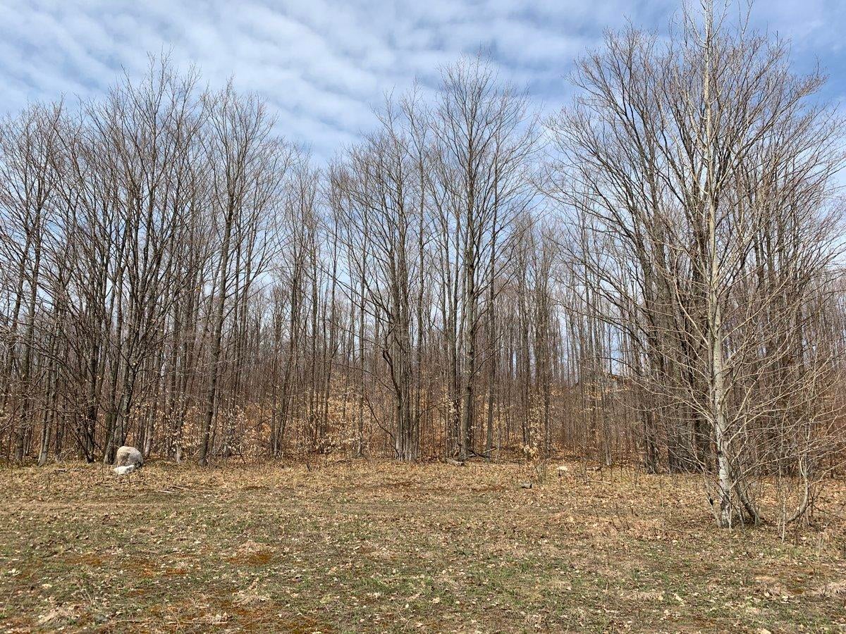 Valley Road Levering, MI 49755 - Photo 22 of 34 Gallery Image 22