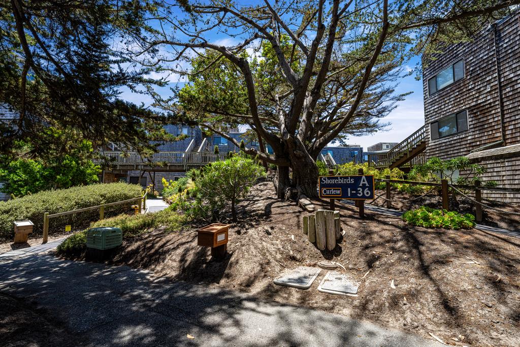 a view of a fire pit with large trees