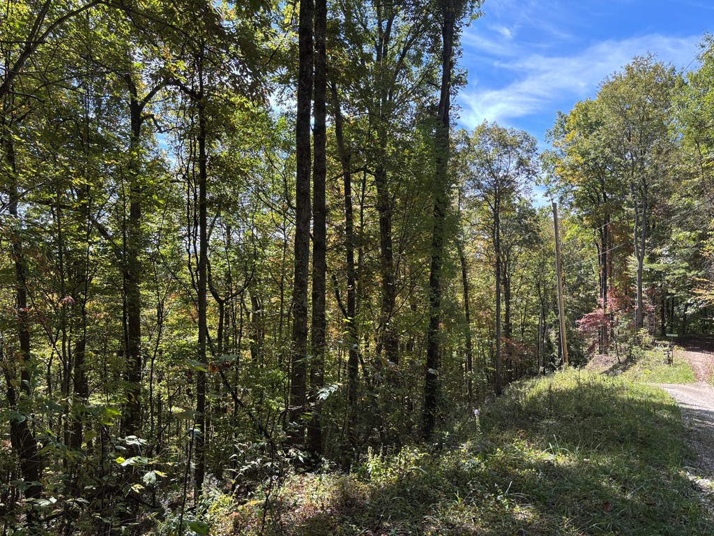 2-lots Holly Ridge Road Topton, NC 28781 - Photo 4 of 6