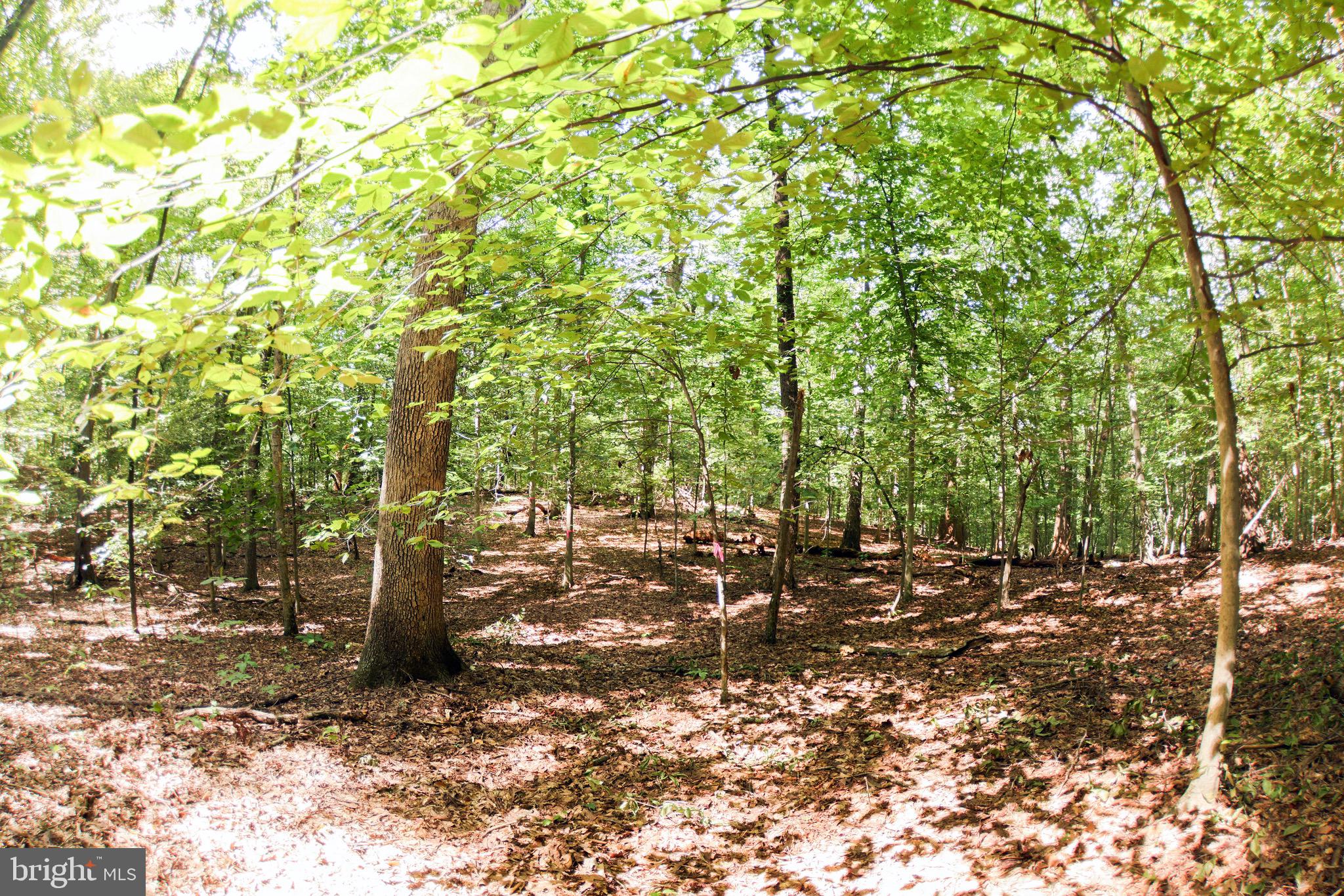 Laurel Drive Accokeek, MD 20607 - Photo 3 of 5 a view of a tree in the middle of a yard