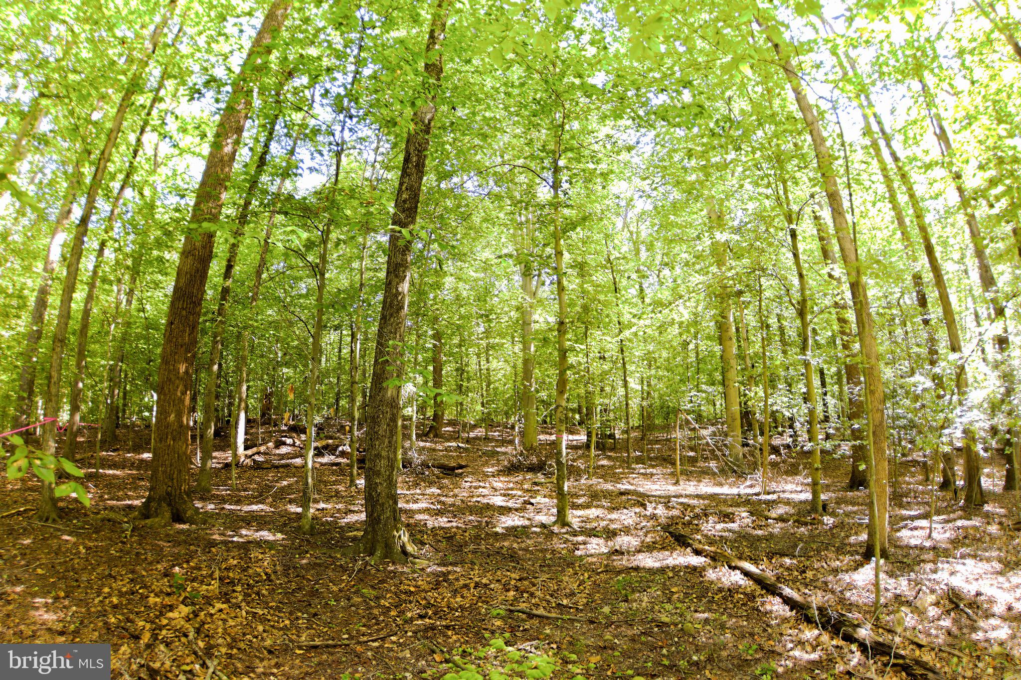 Laurel Drive Accokeek, MD 20607 - Photo 5 of 5 a view of yard