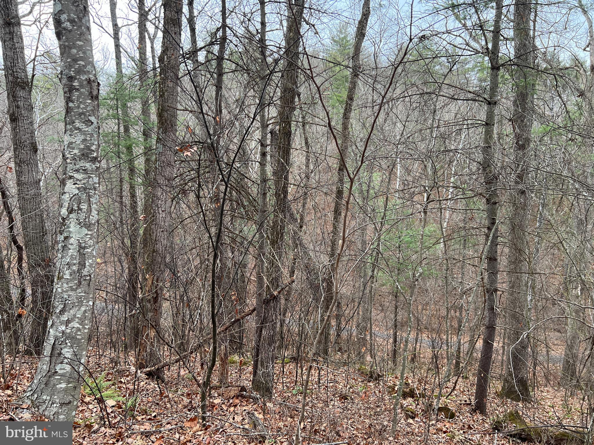 0 Crabapple Road Mount Jackson, VA 22842 - Photo 3 of 3