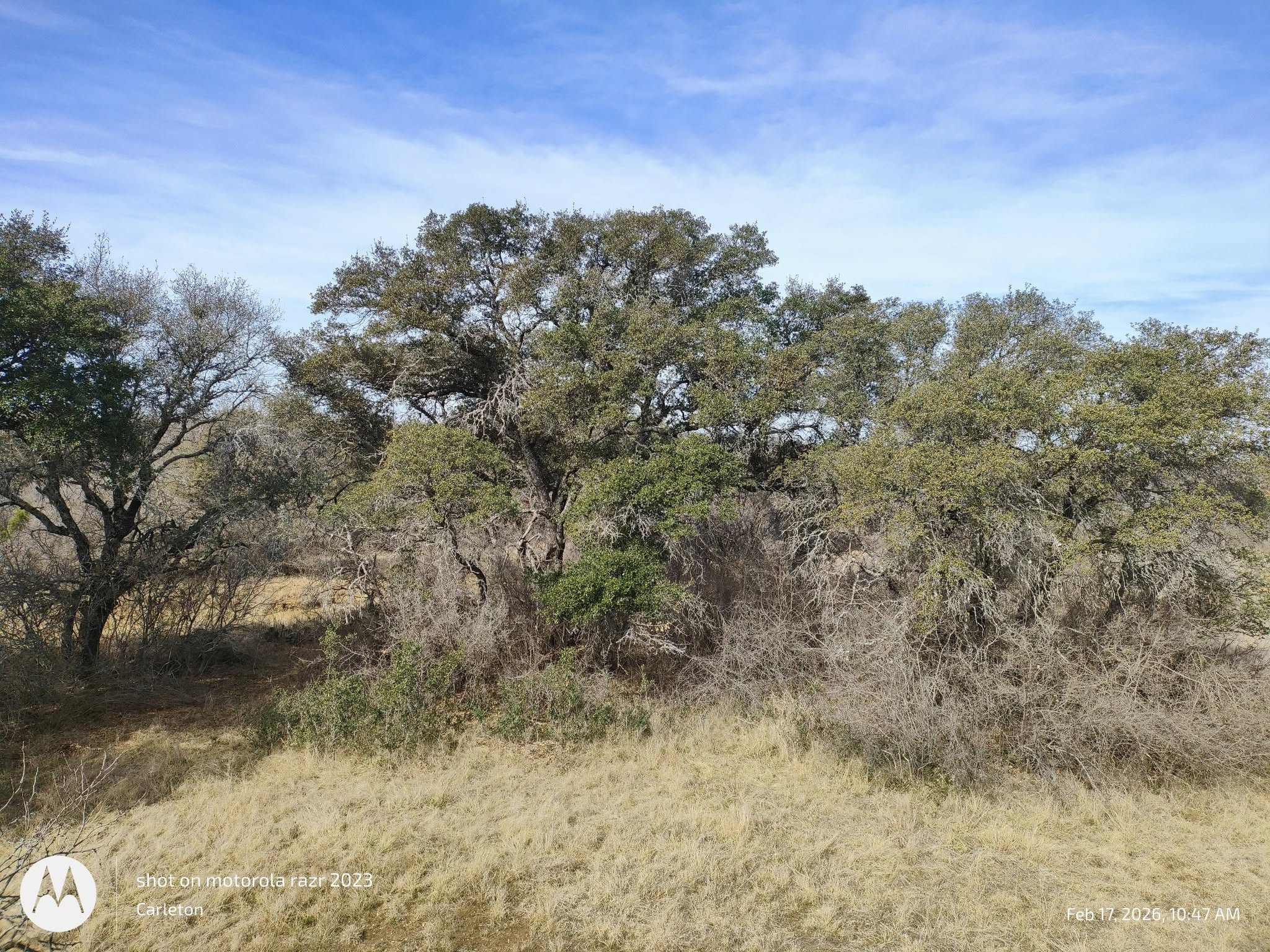 567 County Road 241 Rochelle, TX 76872 - Photo 31 of 31 Beautiful Oaks throughout the Property