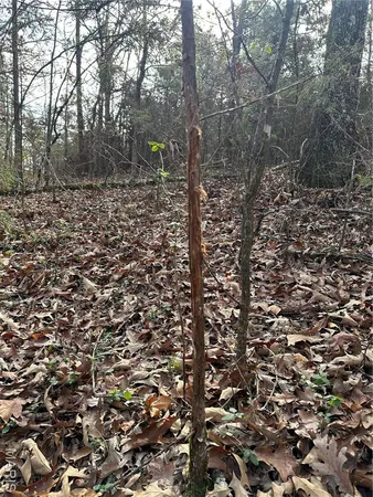 $44,900 | Tbd Minorca Road, Datto, AR 72444
