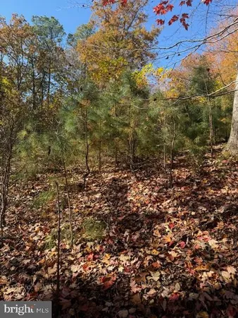 a view of a field with plants and trees