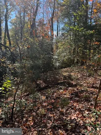 a view of a forest that has a tree