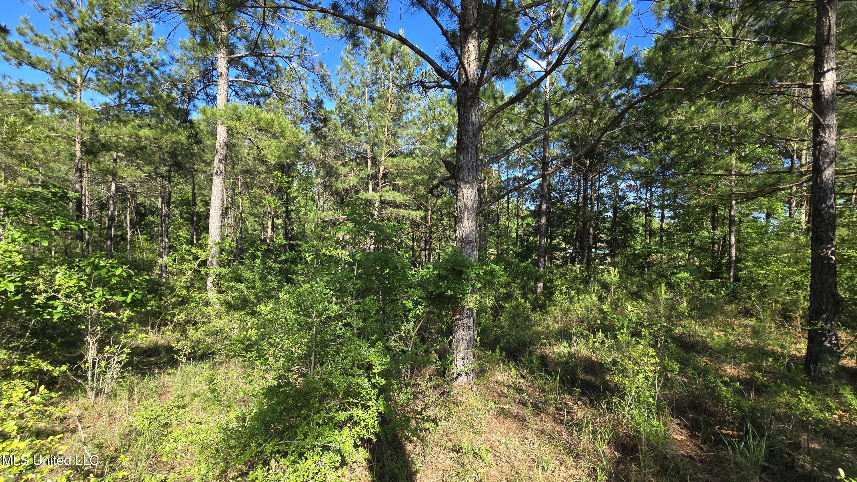 Mellie Lane Leakesville, MS 39451 - Photo 13 of 16 1000040038