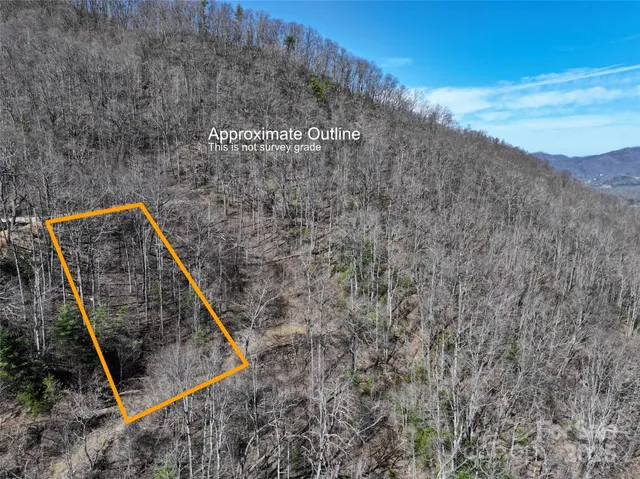 a view of a dry yard with large trees
