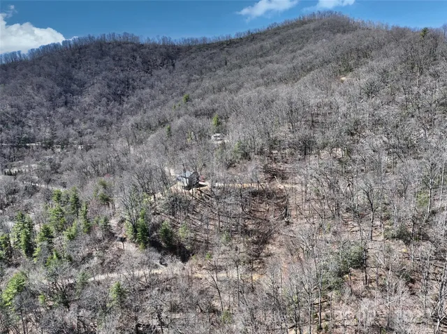 a view of a dry top of a forest