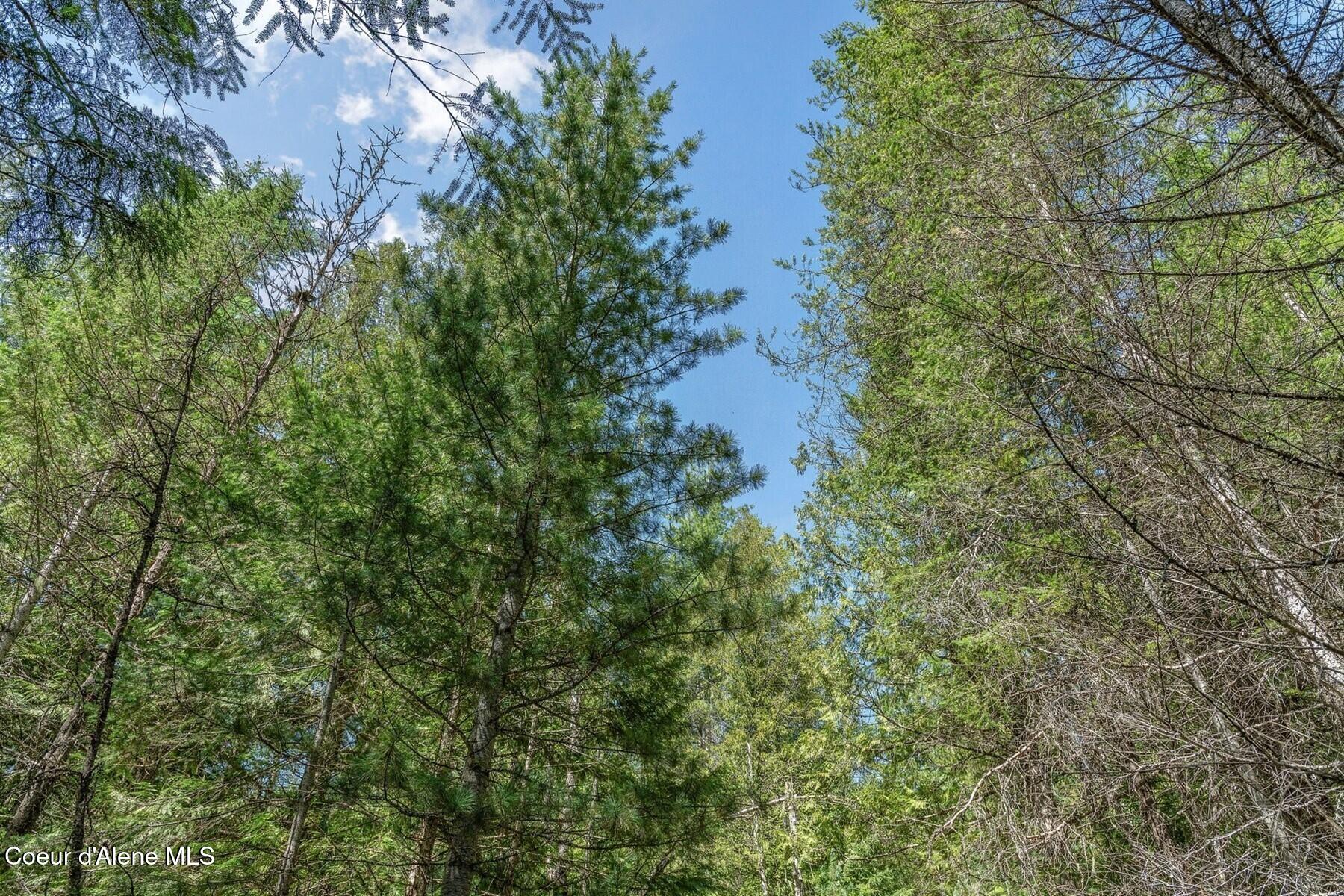 Nna Moyie River Road Bonners Ferry, ID 83805 - Photo 16 of 48 Mature Timber