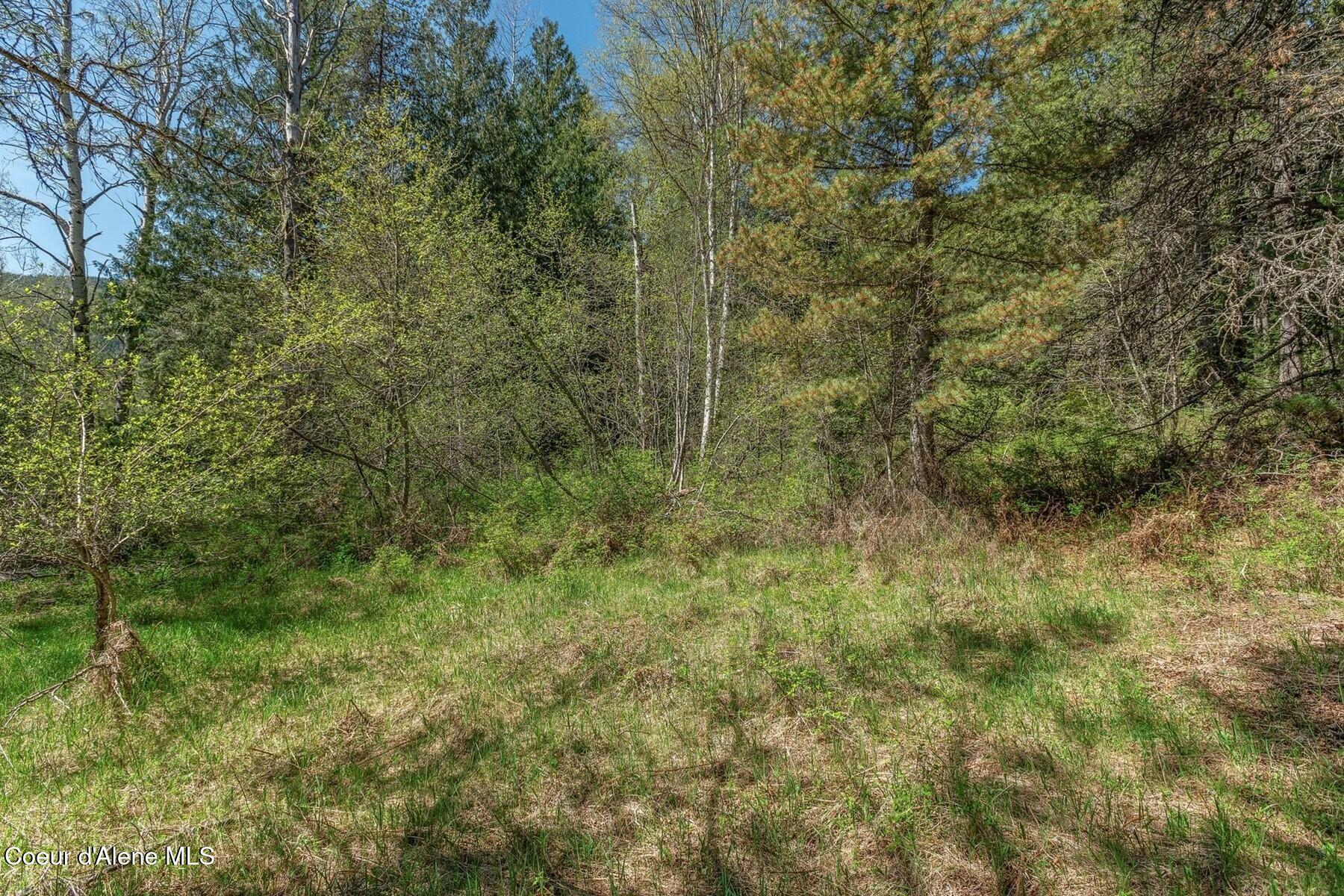 Nna Moyie River Road Bonners Ferry, ID 83805 - Photo 30 of 48 Fir, birch, pine.....