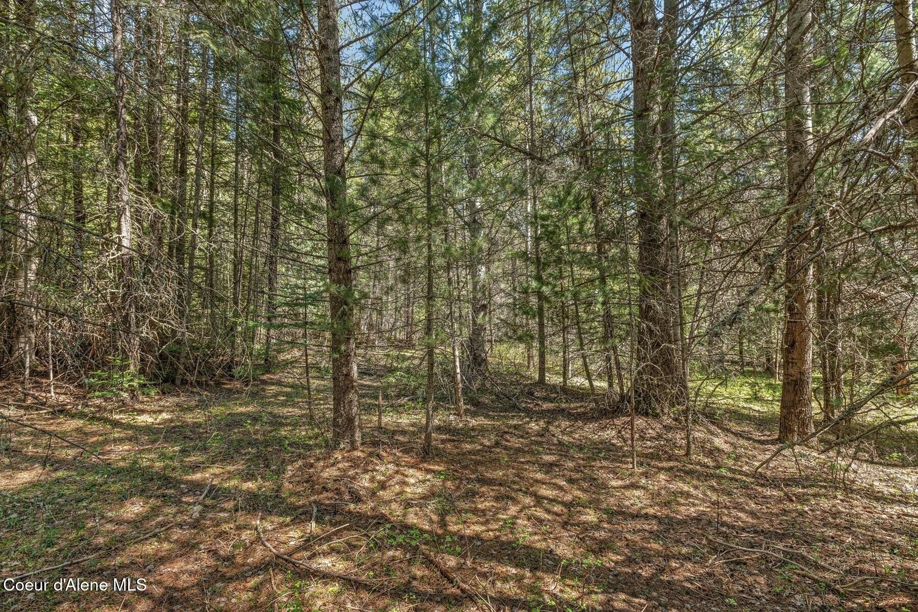 Nna Moyie River Road Bonners Ferry, ID 83805 - Photo 38 of 48 A canopy of Trees