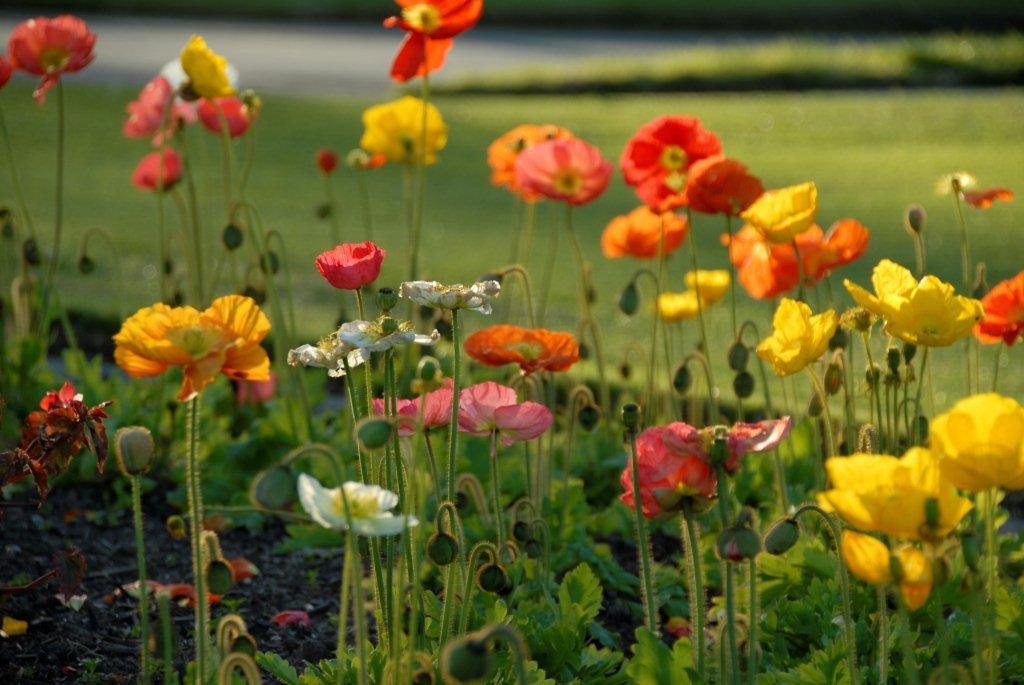 Grounds