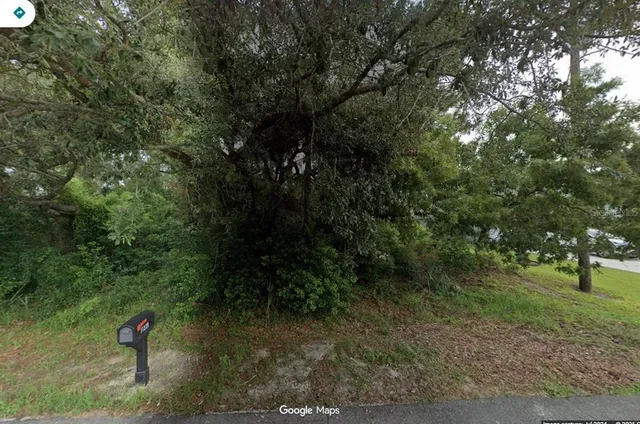 a view of a forest with trees in the background
