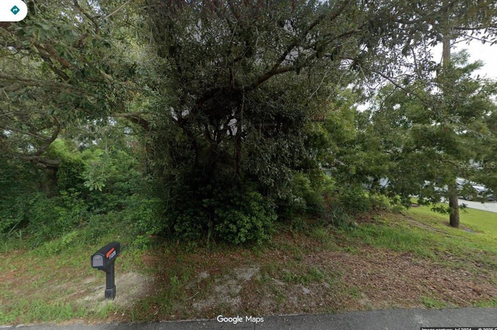 a view of a forest with trees in the background