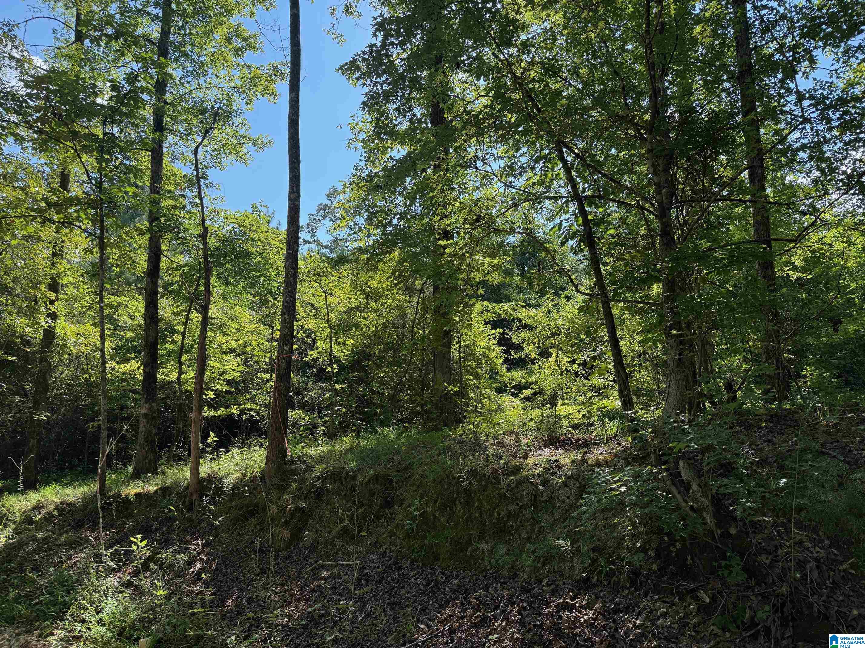 0 Cahaba Hill Road Centreville, AL 35042 - Photo 11 of 13